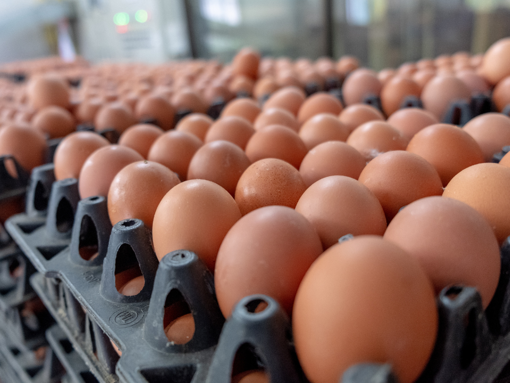 Classification, Marking and Labelling of Eggs